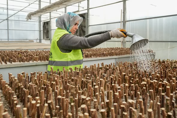 Balıkesir Orman Bölge Müdürlüğü'nde Çelikle Fidan Üretimi