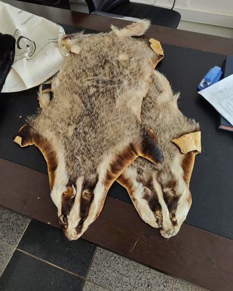 Kilis'te Yasa Dışı Hayvan Postları Ele Geçirildi