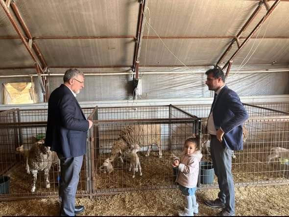 Kepsut'ta Tescilli Balıkesir Kuzusu Üretimi Hız Kesmeden Devam Ediyor