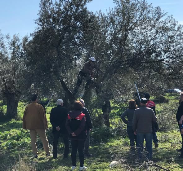 Balıkesir'de Öğrenciler Zeytin Eğitimini Sahada Hasat Etti