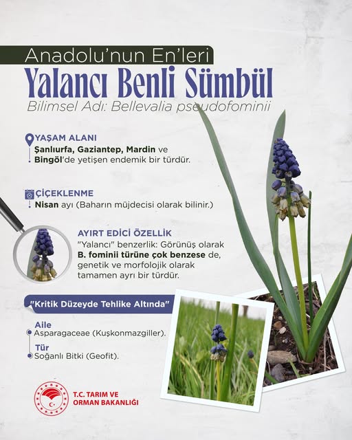 Yalancı Benli Sümbül: Sadece 4 İlde Yetişen Endemik Tür