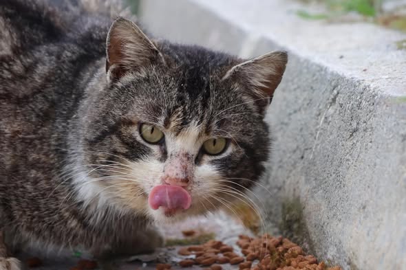 Marmara Adaları'nda Sokak Hayvanları İçin Duyarlılık Çağrısı