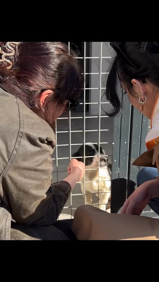 Çanakkale'de Sahipsiz Hayvanlar İçin Yeni Veteriner Tesisi Hizmete Açıldı