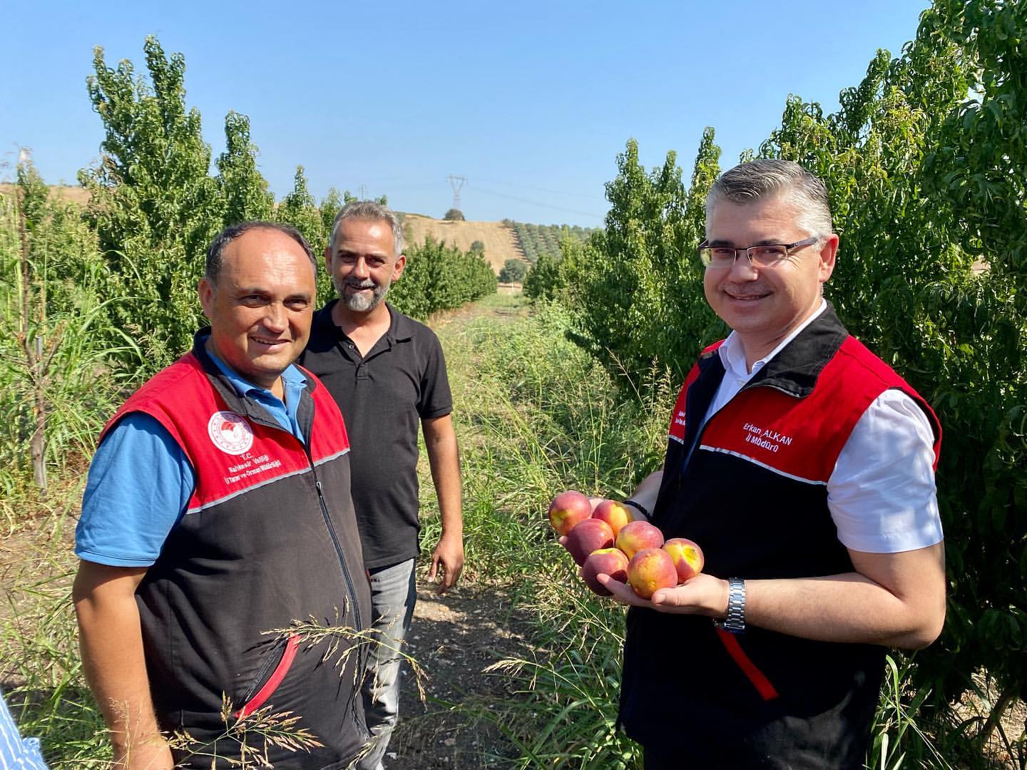 Meyve Bahçelerinde Hasat Dönemi Başladı