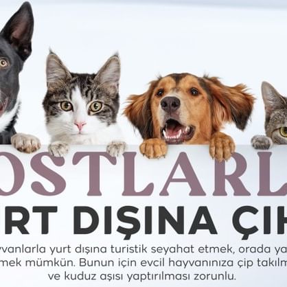 Yurt Dışına Pet Hayvan Çıkışı İçin Yeni Prosedür Uygulaması