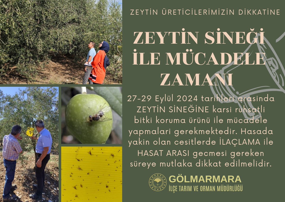 Zeytin Sineğine Karşı Mücadele Başlıyor