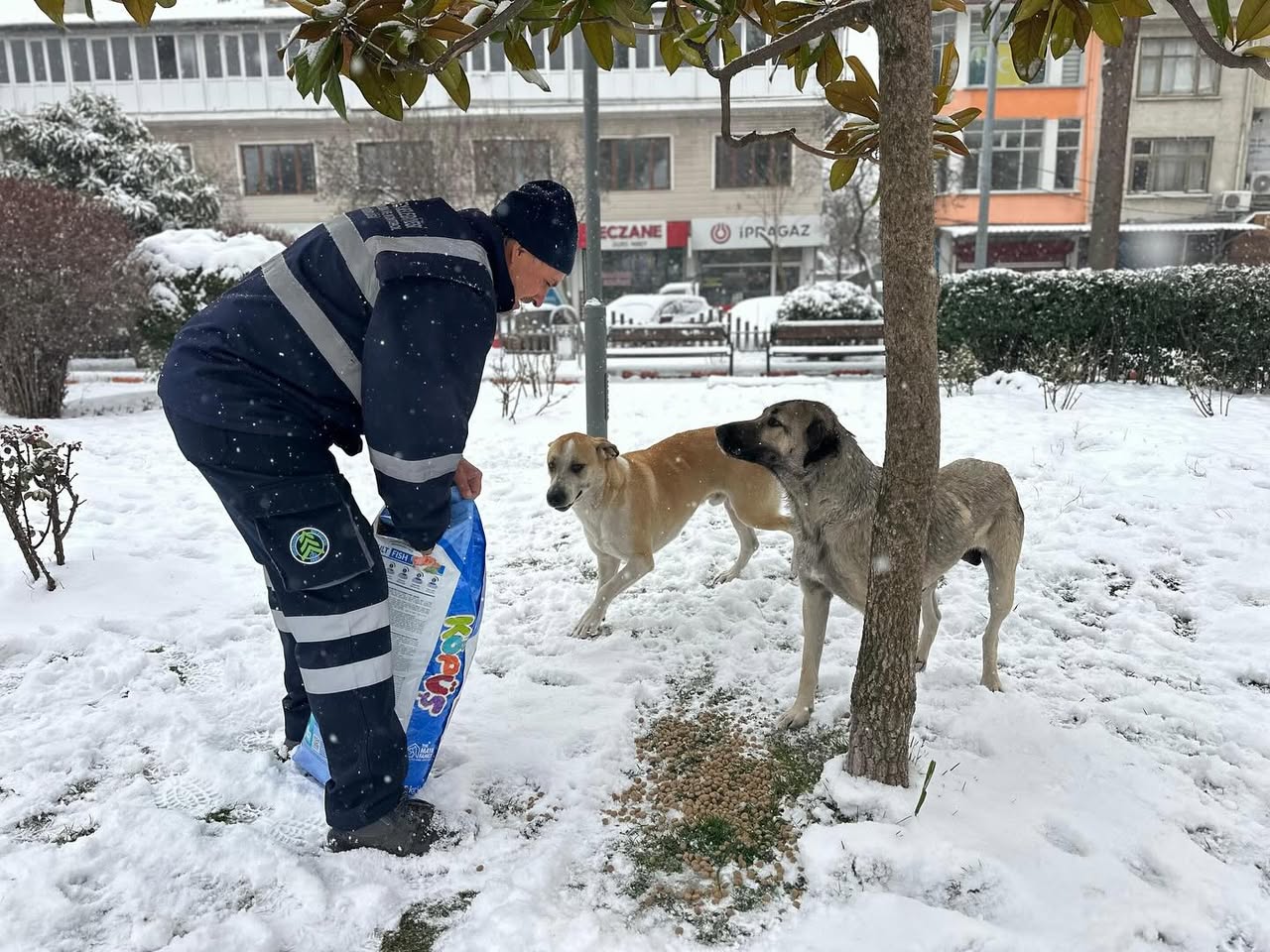 Soğuk Havalar Geliyor: Sokak Hayvanları Unutulmuyor