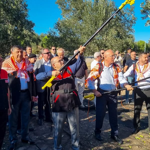 Balıkesir'de Zeytin Hasadı Sezonu Köklü Zeytincilik'te Başladı